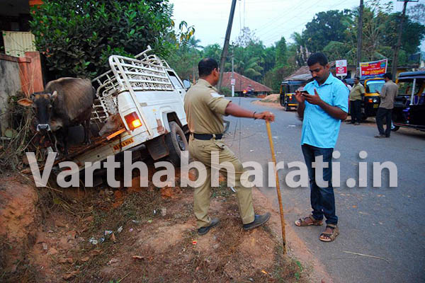 ವಿಟ್ಲ : ಅಕ್ರಮ ಜಾನುವಾರು ಸಾಗಾಟದ ಪಿಕಪ್ ವಾಹನವೊಂದು ಚಾಲಕ ನಿಯಂತ್ರಣ ಮೀರಿ ರಸ್ತೆ ಬದಿಯ ಟೆಲಿಫೋನ್ ಕಂಬಕ್ಕೆ ಡಿಕ್ಕಿ